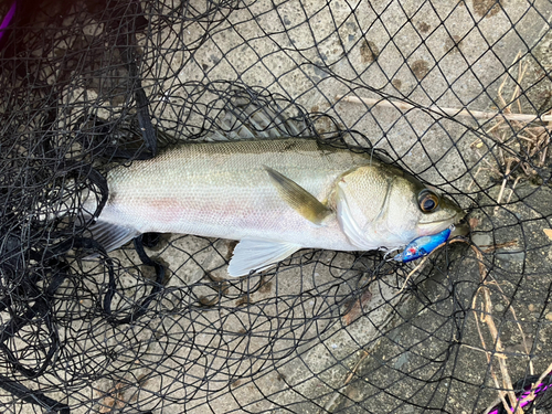 スズキの釣果