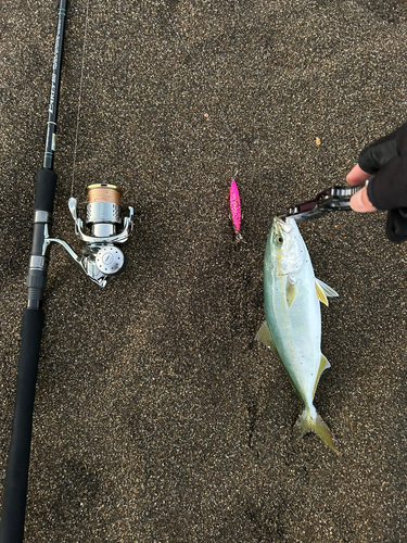 ワカシの釣果