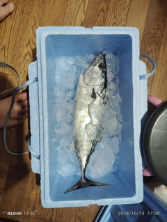 ハガツオの釣果