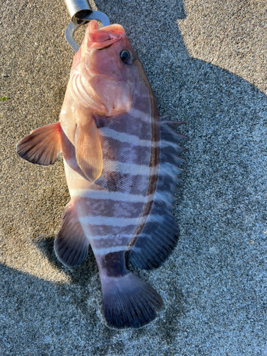 マハタの釣果