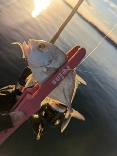 メッキの釣果