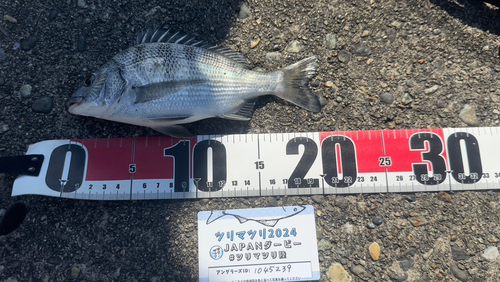 クロダイの釣果