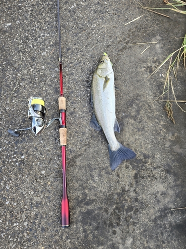 セイゴ（マルスズキ）の釣果