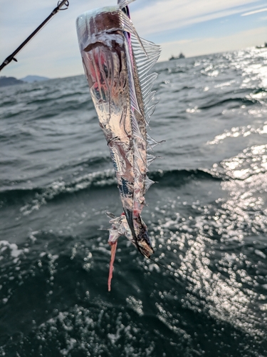 タチウオの釣果