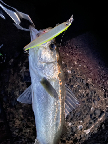 フッコ（マルスズキ）の釣果