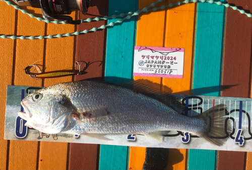 シログチの釣果