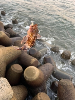 カサゴの釣果