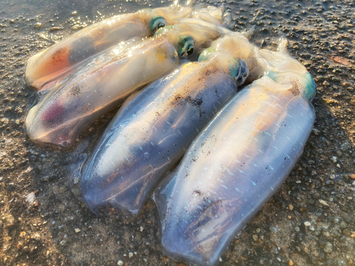 アオリイカの釣果