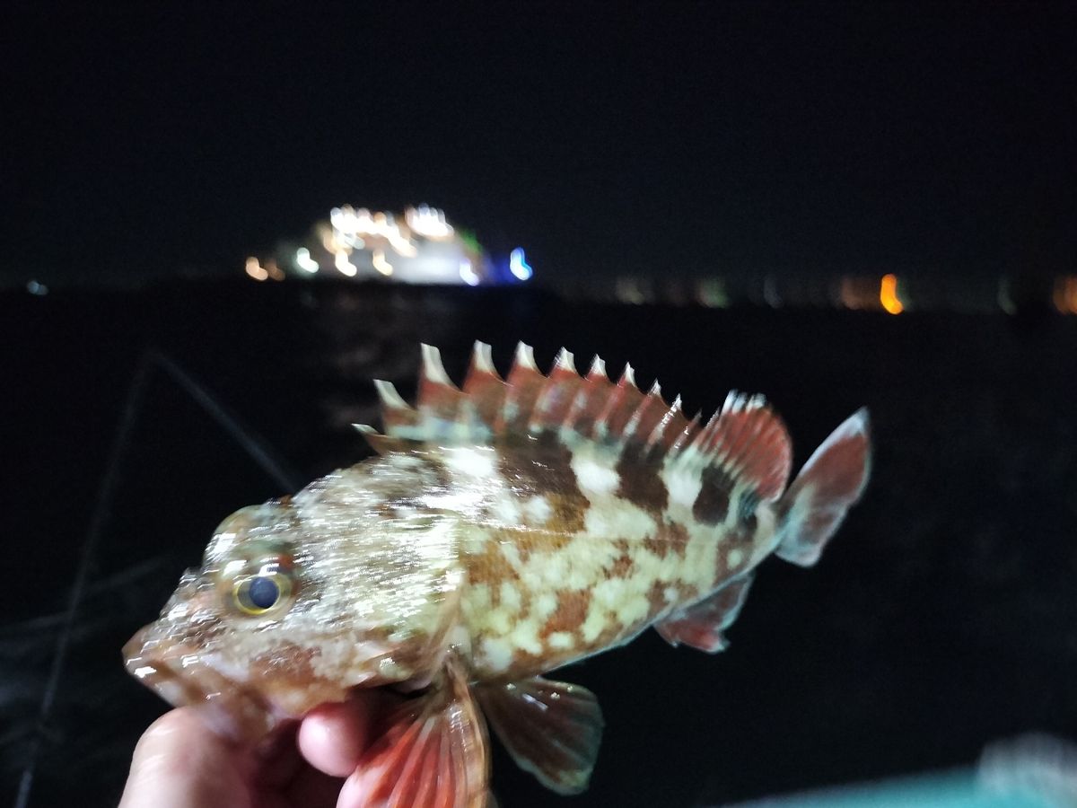 小モノ庶民アングラーさんの釣果 3枚目の画像