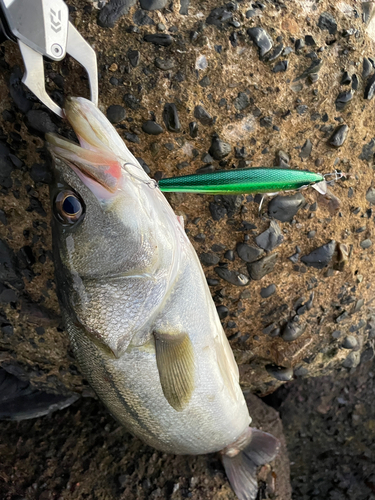 フッコ（マルスズキ）の釣果