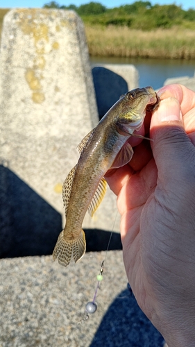 ハゼの釣果