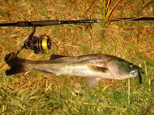 マルスズキの釣果