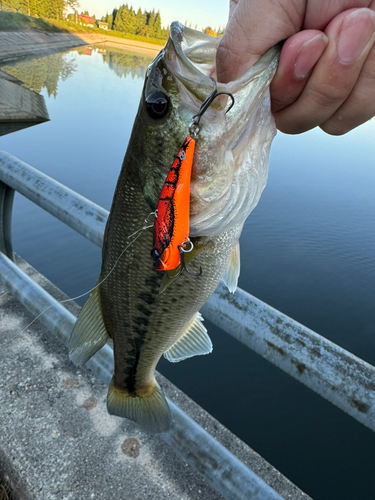 ブラックバスの釣果