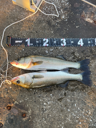 シーバスの釣果