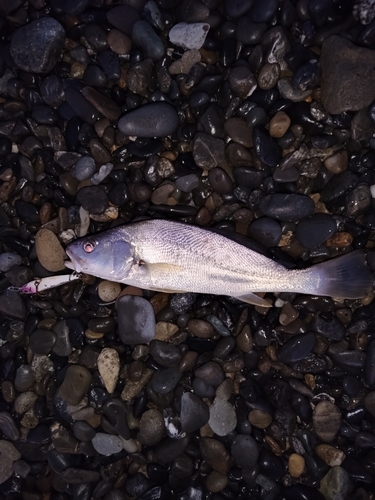 ニベの釣果