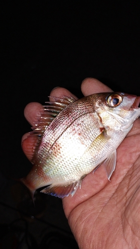 タイの釣果