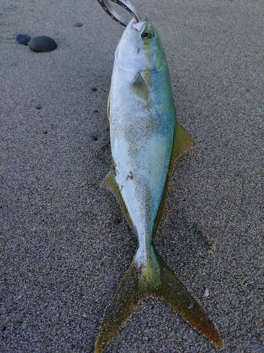 ワカシの釣果