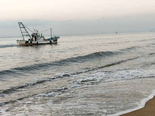 タイワンガザミの釣果