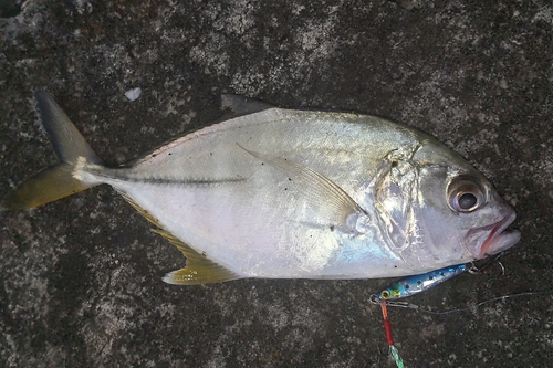 メッキの釣果