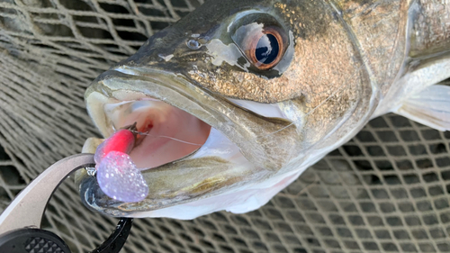 スズキの釣果