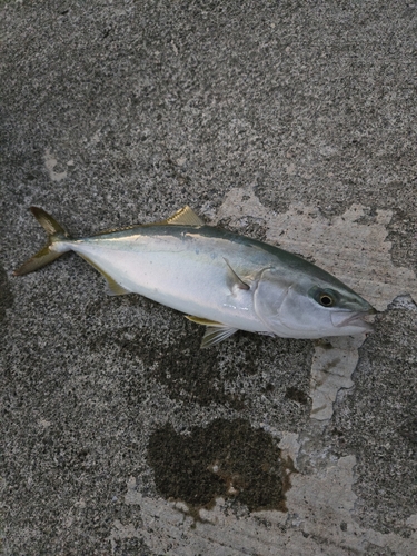 ツバスの釣果