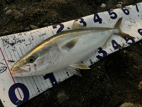 イナダの釣果