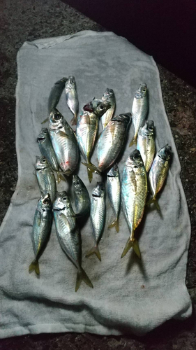 アジの釣果