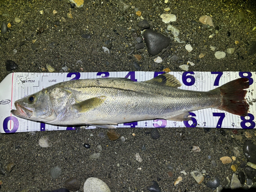 シーバスの釣果