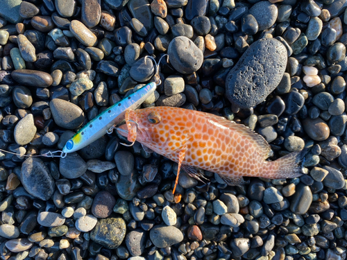 オオモンハタの釣果