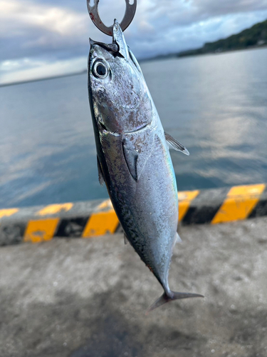 ヒラソウダの釣果