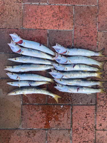 アカカマスの釣果