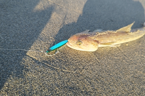 エソの釣果