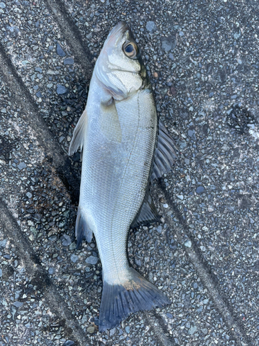 セイゴ（タイリクスズキ）の釣果