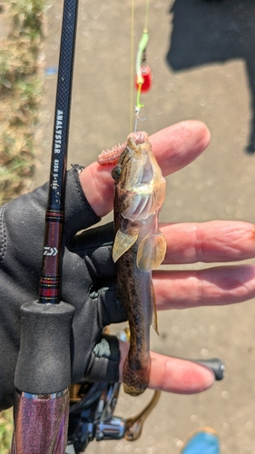 マハゼの釣果