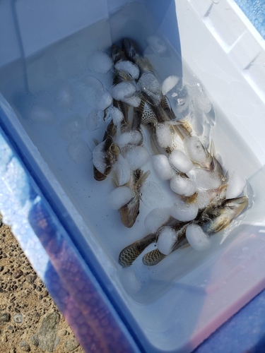 ハゼの釣果