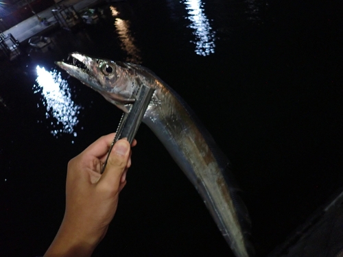 タチウオの釣果