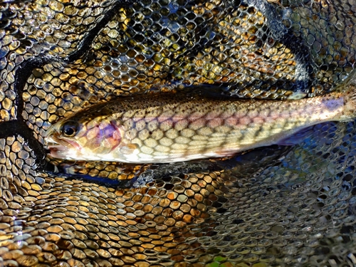 ニジマスの釣果