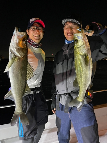 シーバスの釣果