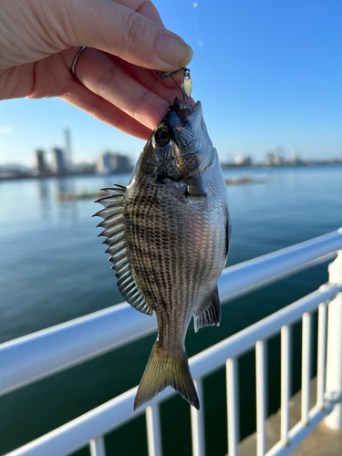 クロダイの釣果