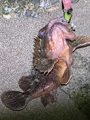 カサゴの釣果