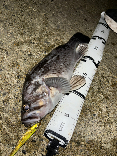 クロソイの釣果