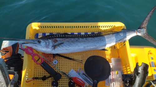 バショウカジキの釣果