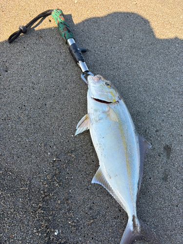 イナダの釣果