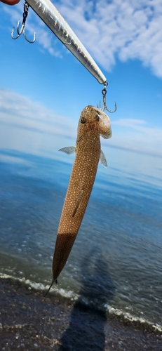 エソの釣果