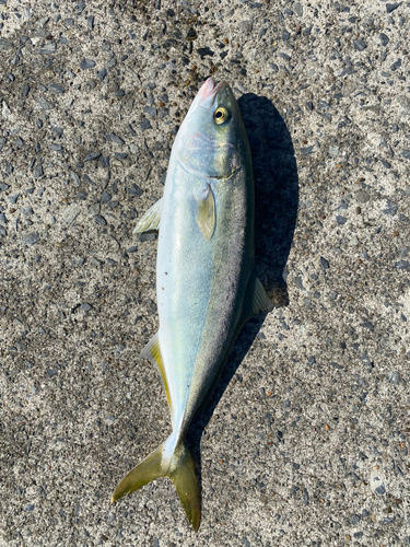 ワカシの釣果