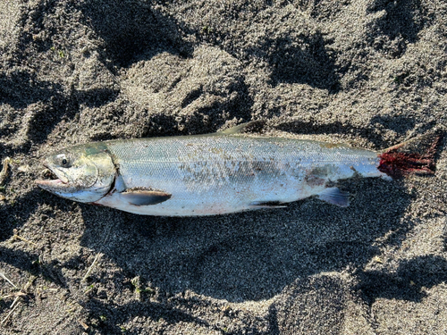 アキアジの釣果