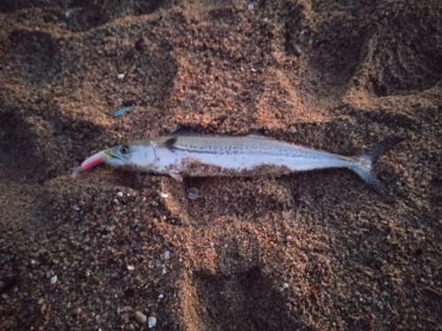 サゴシの釣果