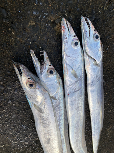 タチウオの釣果