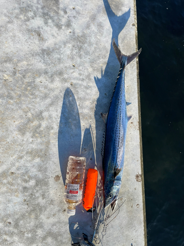 サゴシの釣果