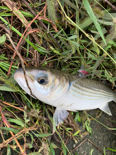 ボラの釣果